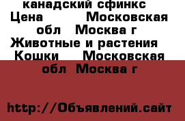канадский сфинкс › Цена ­ 300 - Московская обл., Москва г. Животные и растения » Кошки   . Московская обл.,Москва г.
